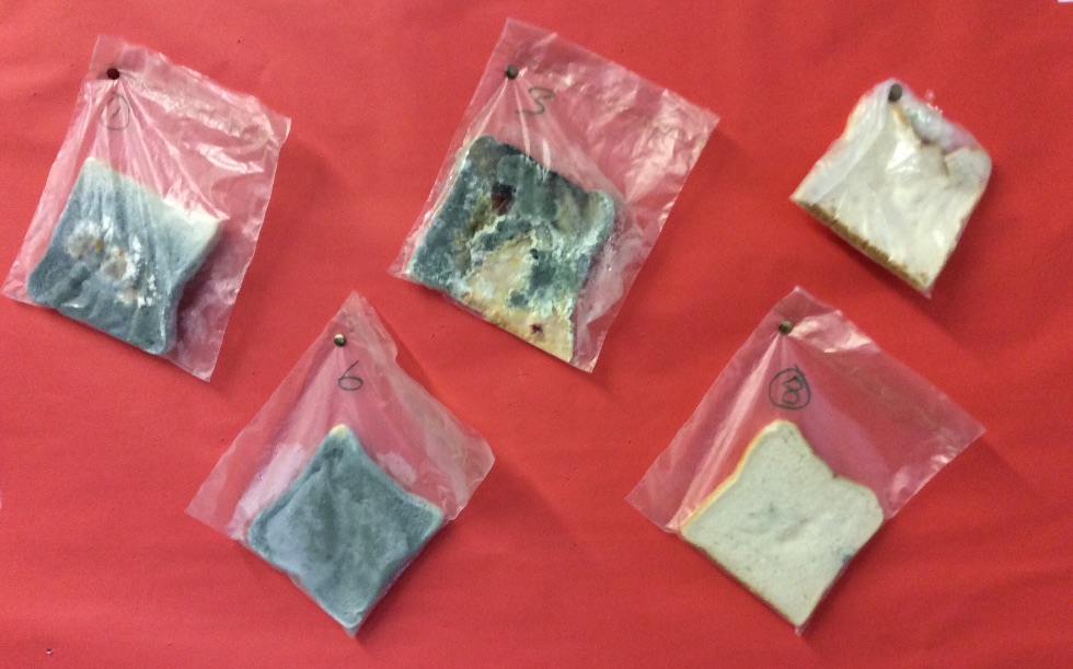 Year 7 Discovers 'The Secret Life of Grime'